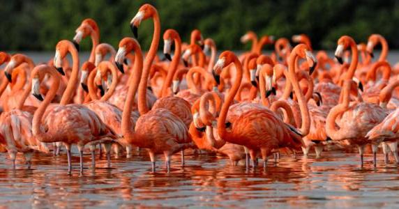 Animal Kingdom Park Accident Attorneys | The Benenati Law Firm Animal Kingdom Park Accident Attorneys | The Benenati Law Firm